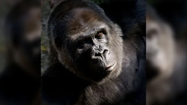 Imagem ilustrativa da notícia Após morte da companheira, morre gorila mais velho do mundo