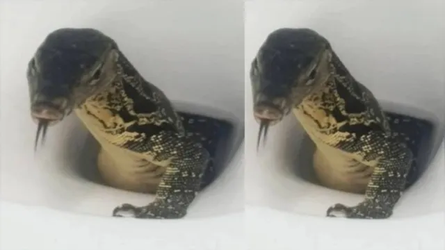 Imagem ilustrativa da notícia Vídeo: turista acha lagarto em vaso sanitário em hotel