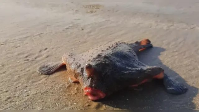 Imagem ilustrativa da notícia 'Peixe-morcego' surge na praia e assusta banhistas em SP