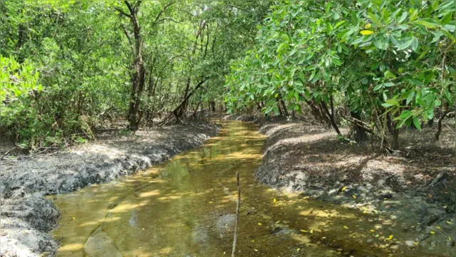Imagem ilustrativa da notícia Conservação de manguezais gera impactos climáticos positivos