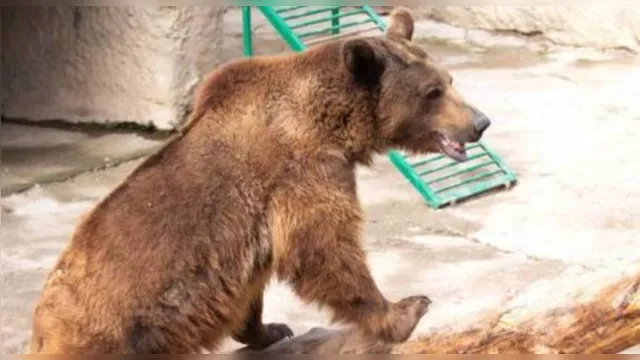Imagem ilustrativa da notícia Mãe joga filha de 3 anos em jaula de urso no Uzbequistão