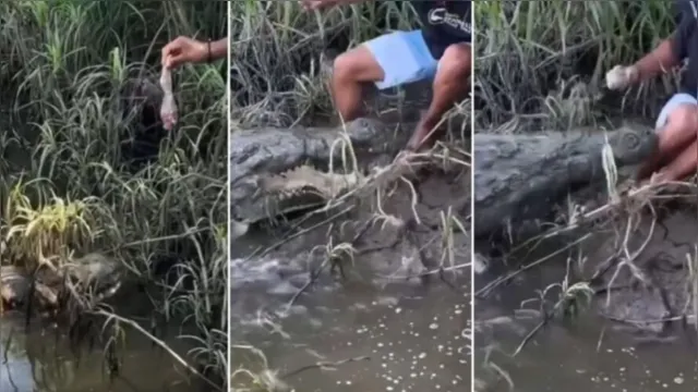 Imagem ilustrativa da notícia Vídeo: homem quase perde a perna ao dar comida a crocodilo