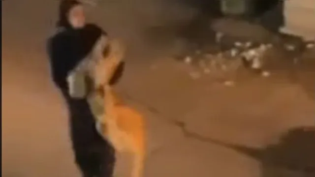 Imagem ilustrativa da notícia Vídeo: leão é levado no colo por mulher e esperneia na rua