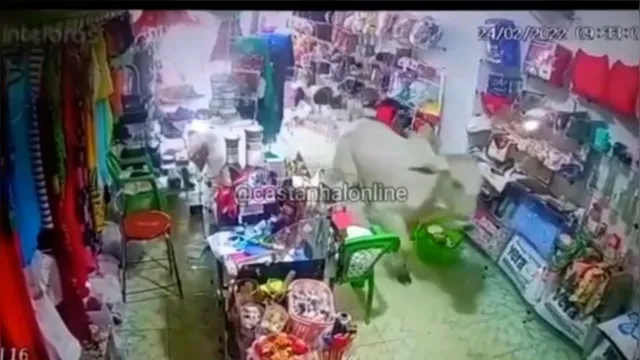 Imagem ilustrativa da notícia Boi fujão invade loja e assusta clientes; veja o vídeo!
