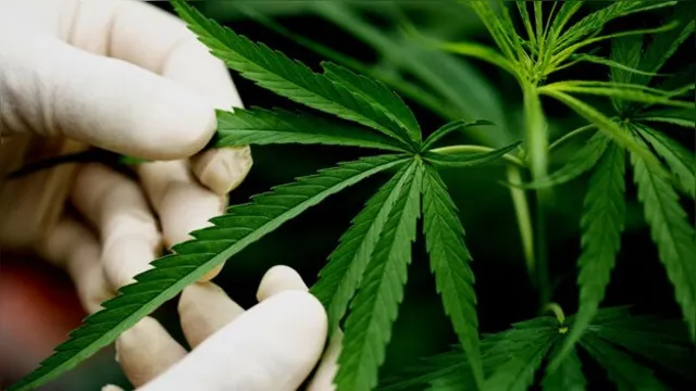 Imagem ilustrativa da notícia Anvisa autoriza novos produtos derivados de Cannabis