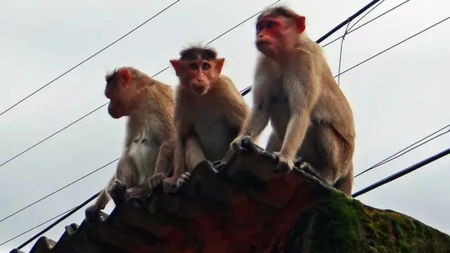 Imagem ilustrativa da notícia Gang de macacos aterroriza, sequestra e mata bebê de 2 anos