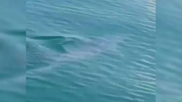 Imagem ilustrativa da notícia Vídeo: tubarão 'mais rápido do mundo' aparece em praia de SP