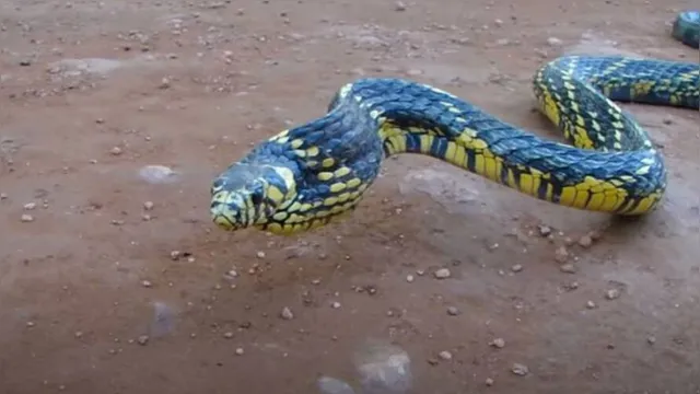 Imagem ilustrativa da notícia Vídeo mostra cobra caninana dando bote. Veja!