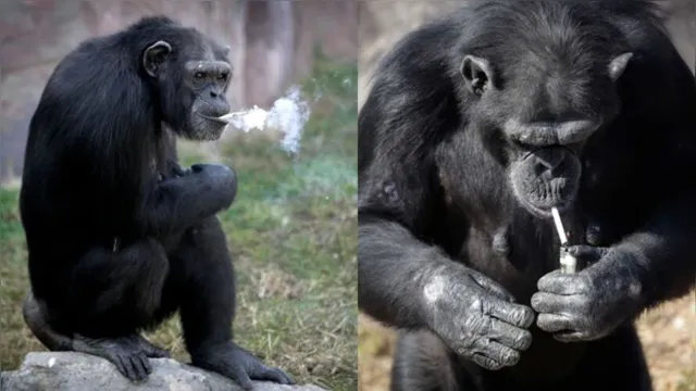 Imagem ilustrativa da notícia A triste história da chimpanzé viciada em cigarro na Coreia