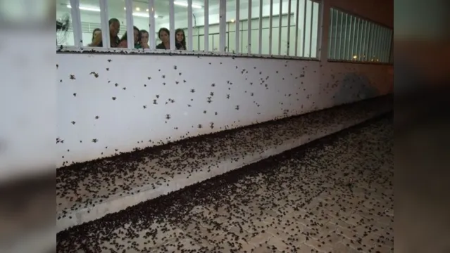Imagem ilustrativa da notícia Vídeo: Calor faz cidade ser invadida por besouros