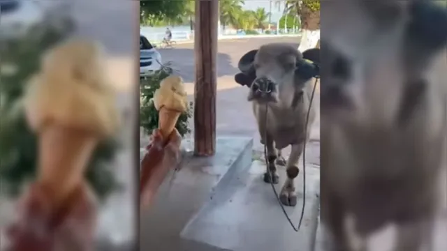 Imagem ilustrativa da notícia Vídeo: conheça o búfalo do Marajó que toma sorvete