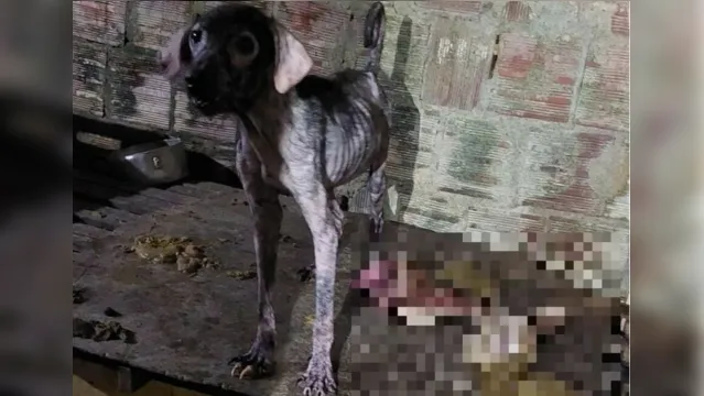 Imagem ilustrativa da notícia Homem matava cães e vendia a carne como se fosse de bode