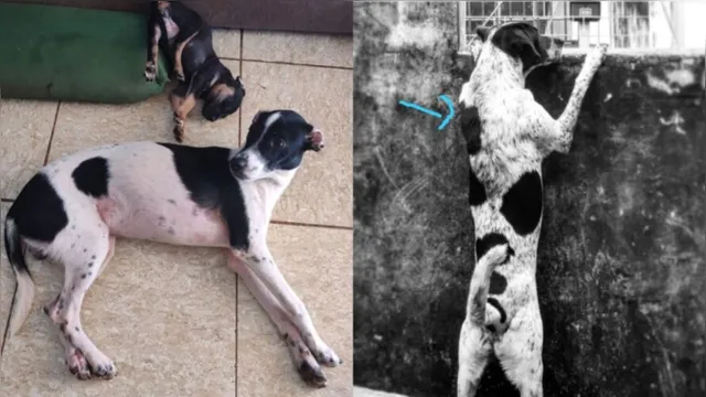 Imagem ilustrativa da notícia Cachorro toma lugar de cão desaparecido e engana família