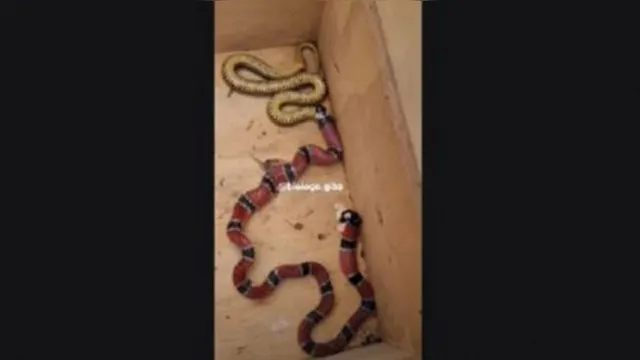 Imagem ilustrativa da notícia Vídeo: cobra coral vomita outra cobra em registro raro