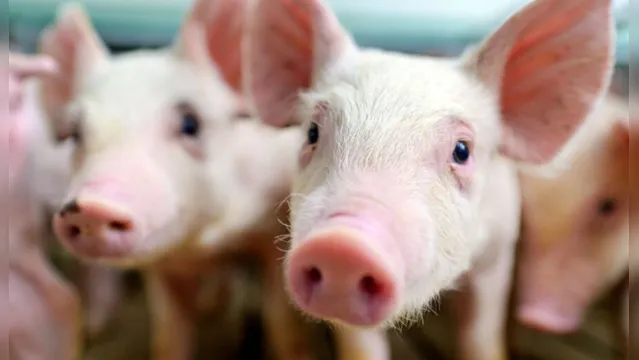 Imagem ilustrativa da notícia Rins de porco são transplantados para humanos