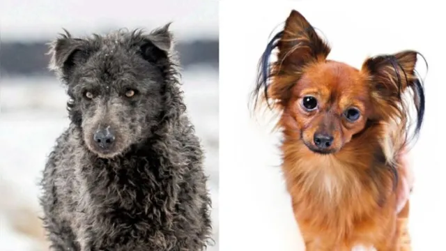 Imagem ilustrativa da notícia Organização reconhece duas novas raças de cães