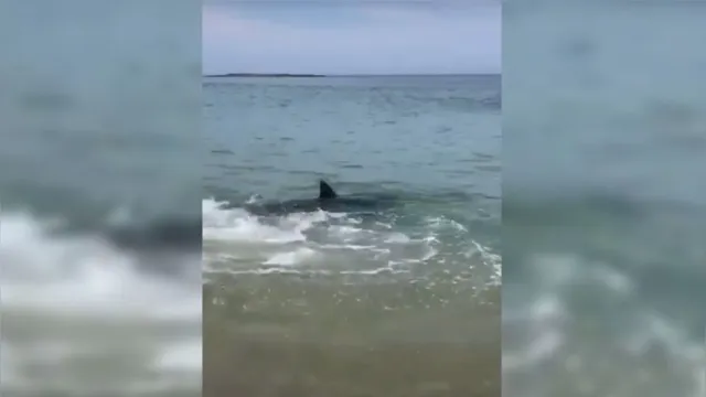 Imagem ilustrativa da notícia Tubarão aparece na beira da praia e banhistas se apavoram