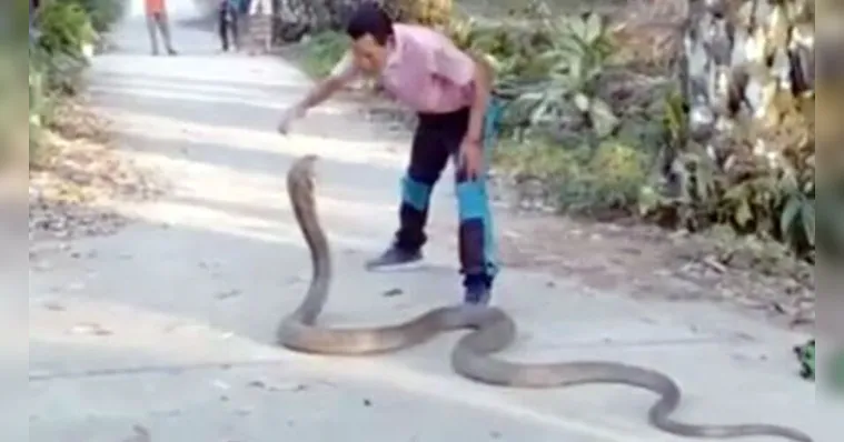 Imagem ilustrativa da notícia Homem captura cobra mais venenosa do mundo com as mãos