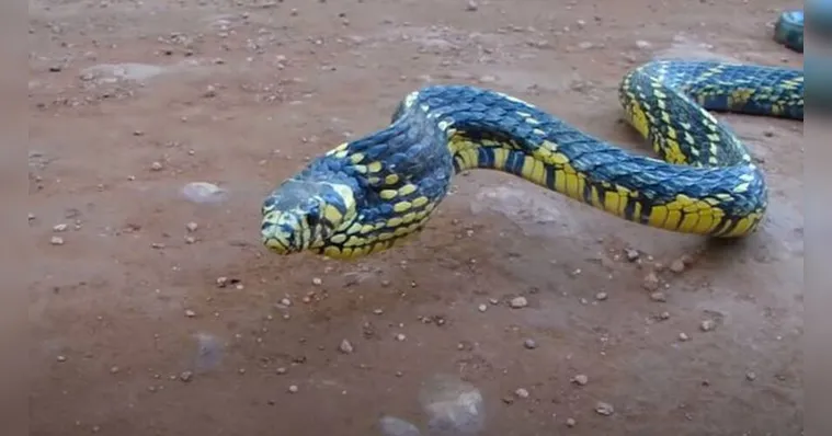 Imagem ilustrativa da notícia Vídeo mostra cobra caninana dando bote. Veja!