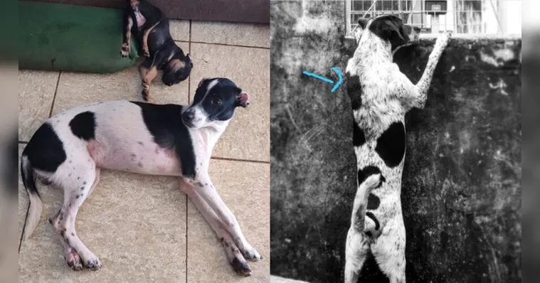 Imagem ilustrativa da notícia Cachorro toma lugar de cão desaparecido e engana família