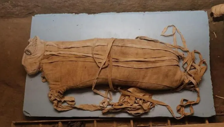Imagem ilustrativa da notícia Múmias de leões são encontradas pela 1.º vez no Egito