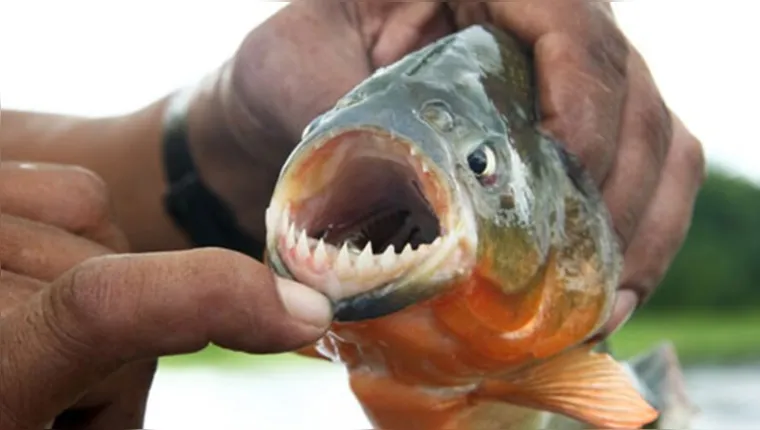 Imagem ilustrativa da notícia Piranhas devoram quatro pessoas e autoridades emitem alerta