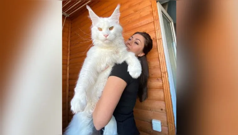 Imagem ilustrativa da notícia Kefir, maior gato do mundo, tem 12,5 kg e continua crescendo