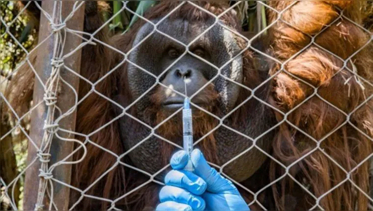 Imagem ilustrativa da notícia Chile começa a vacinar animais contra a Covid-19