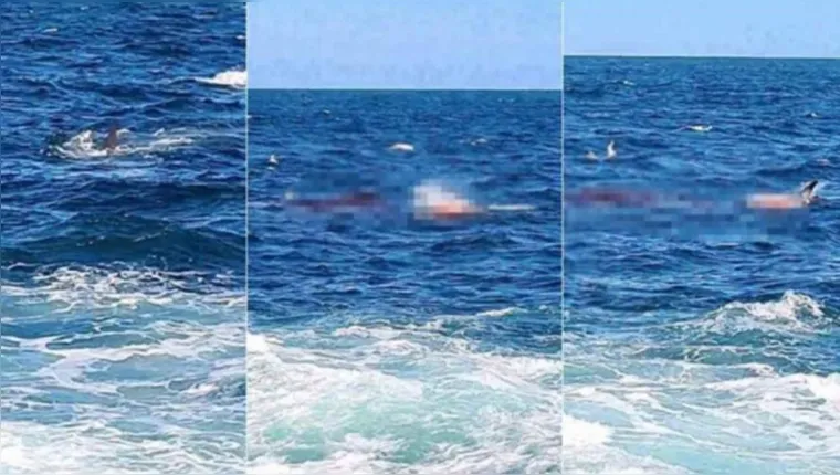 Imagem ilustrativa da notícia Vídeo: tubarão mata mergulhador as vésperas do casamento