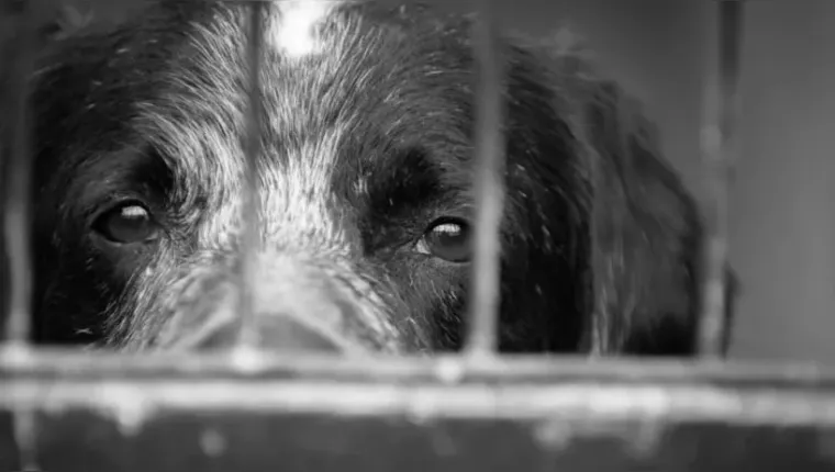 Imagem ilustrativa da notícia ONG apura matança de cães por envenenamento em Outeiro