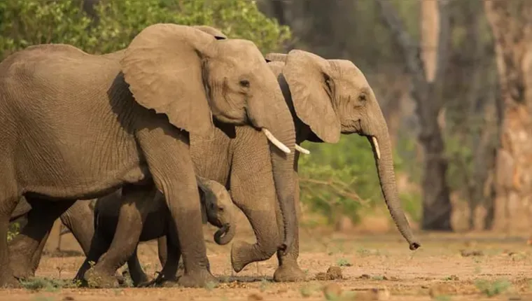 Imagem ilustrativa da notícia Mulher e bebê morrem pisoteados por elefante na África