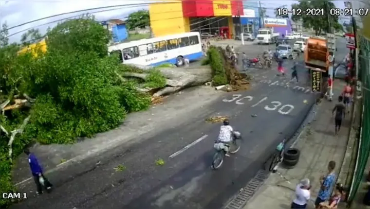 Imagem ilustrativa da notícia Vídeo: Árvore cai e por pouco não atinge ônibus em Mosqueiro