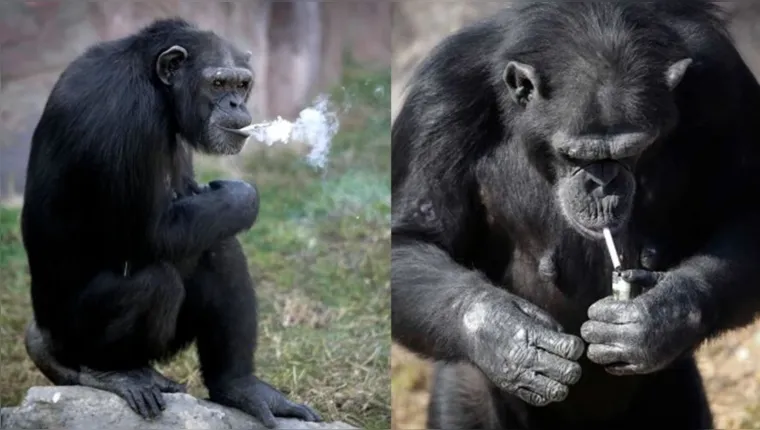 Imagem ilustrativa da notícia A triste história da chimpanzé viciada em cigarro na Coreia