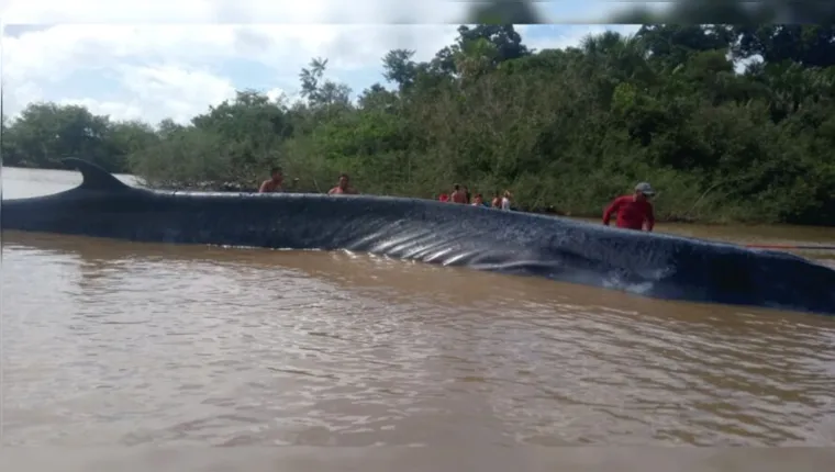Imagem ilustrativa da notícia Baleia encalha em rio e moradores tentam resgate no Marajó