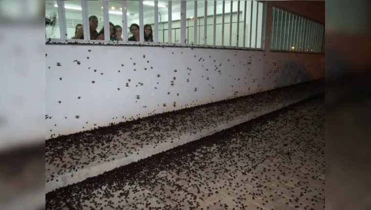 Imagem ilustrativa da notícia Vídeo: Calor faz cidade ser invadida por besouros