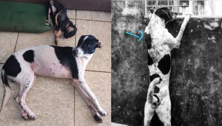 Imagem ilustrativa da notícia Cachorro toma lugar de cão desaparecido e engana família