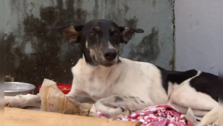 Imagem ilustrativa da notícia Vídeo:
cachorro debilitado em Ananindeua precisa de ajuda