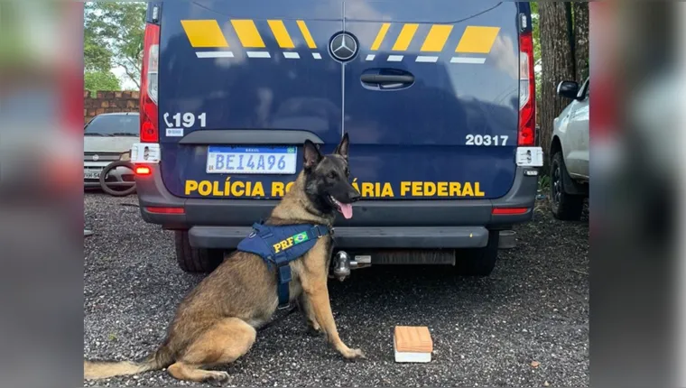Imagem ilustrativa da notícia  Castanhal: cão farejador acha 2kg de cocaína dentro de carro