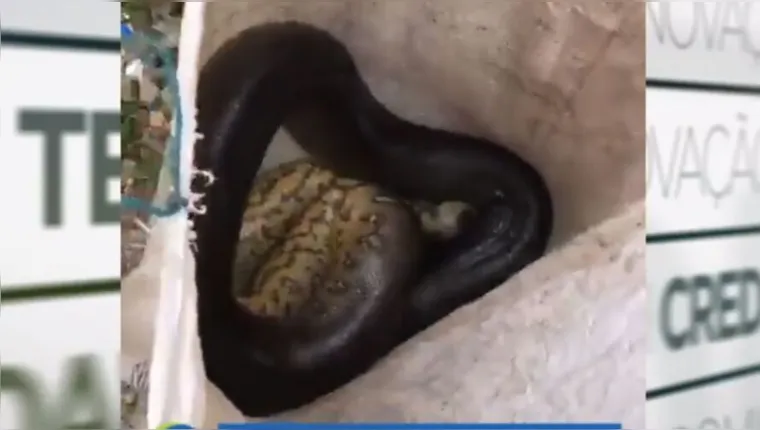 Imagem ilustrativa da notícia Vídeo: cobra imensa é encontrada por moradores no Jurunas