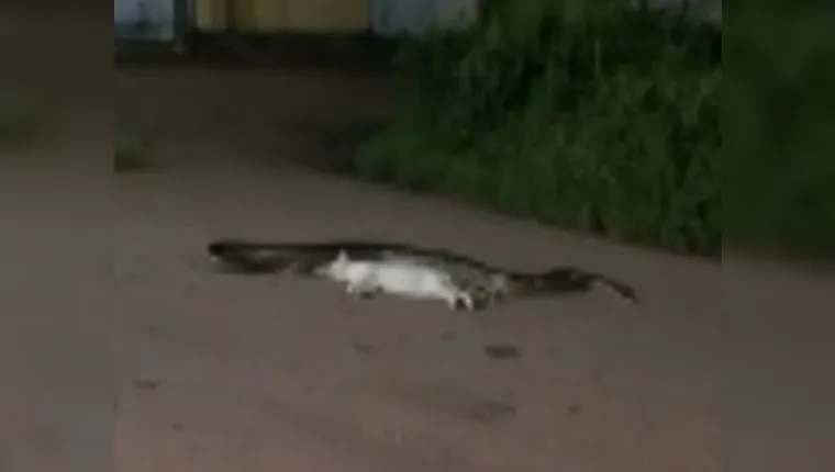 Imagem ilustrativa da notícia Vídeo mostra anaconda engolindo gato no meio da rua