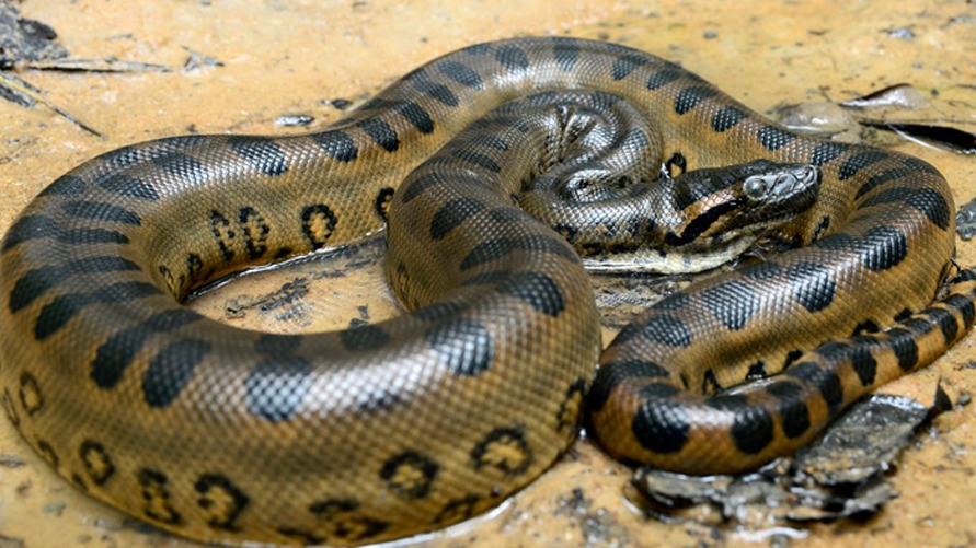A sucuri é uma cobra tipicamente moradora da região amazônica é não é incomum relatos de acidentes envolvendo o animal