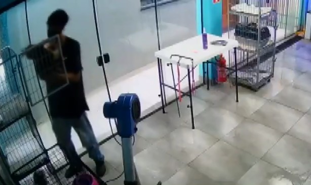 Câmeras flagram funcionário de pet shop dançando com cachorro no Paraná.