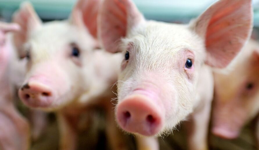Imagem ilustrativa da notícia: Rins de porco são transplantados para humanos