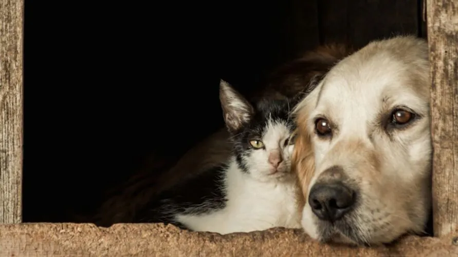 A alimentação tem relação direta com a saúde de cães e gatos