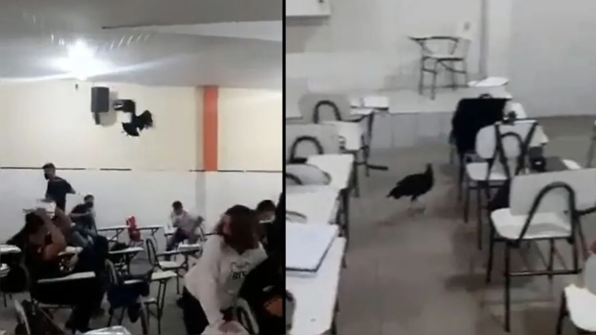 Imagem ilustrativa da notícia Urubu invade sala de aula de colégio de Belém; veja o vídeo