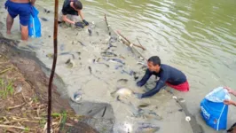 A criação de peixe é uma das atividades crescentes no âmbito da aquicultura, com o apoio da Emater