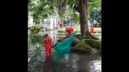 Lago na Praça Batista Campos ganhou novos moradores na semana passada