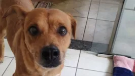 A veterinária Jéssica Possari Rodrigues registrou o momento em que o cãozinho surtou e destruiu o espaço