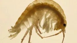 Crustáceos da espécie Gammarus pulex (parentes próximos dos camarões)