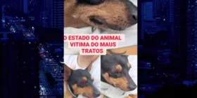 O homem disse à polícia que teria se sentido ameaçado pelo animal